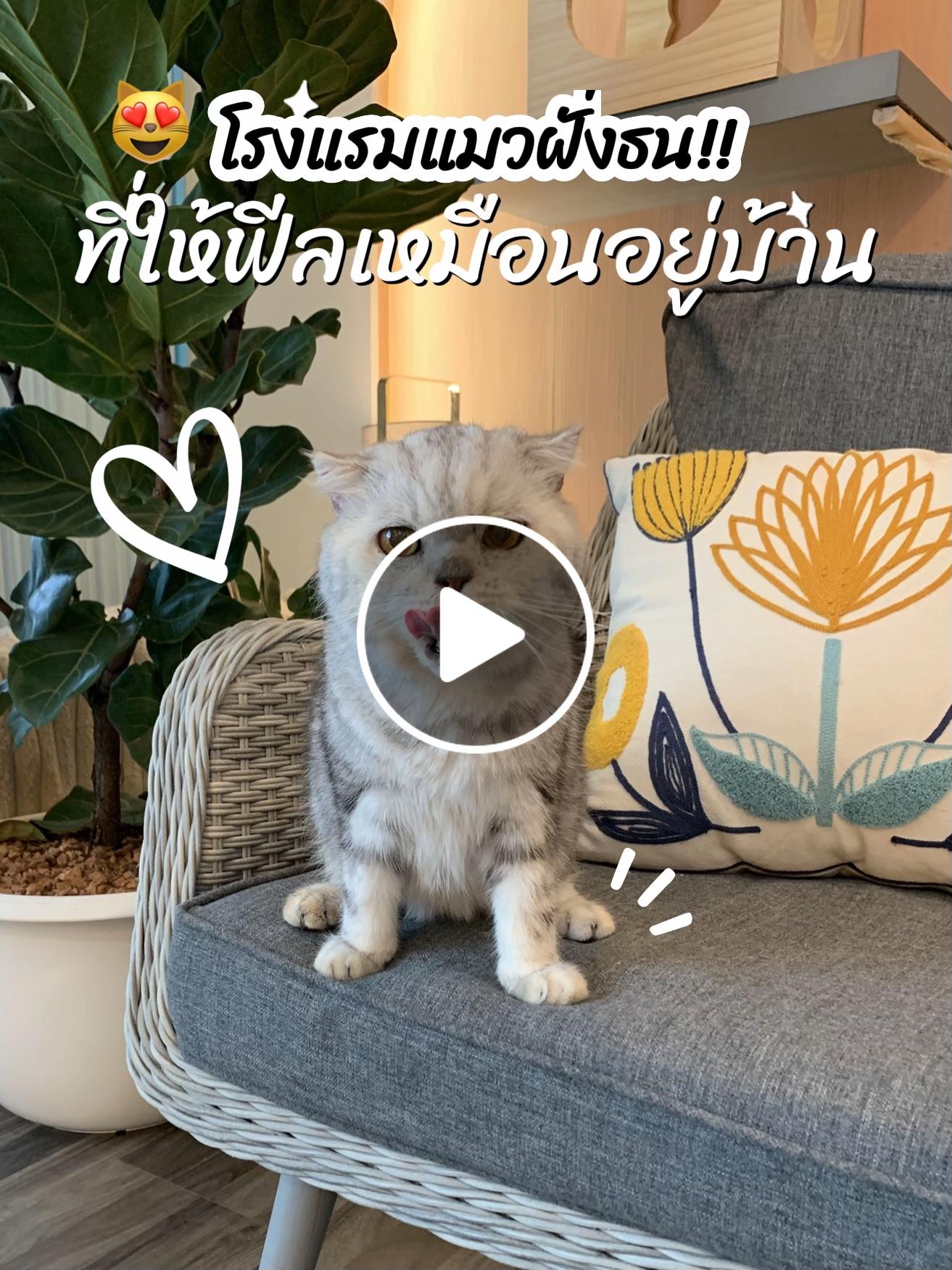 ภาพ public share card ของ My Cat Mansion จาก Lemon8